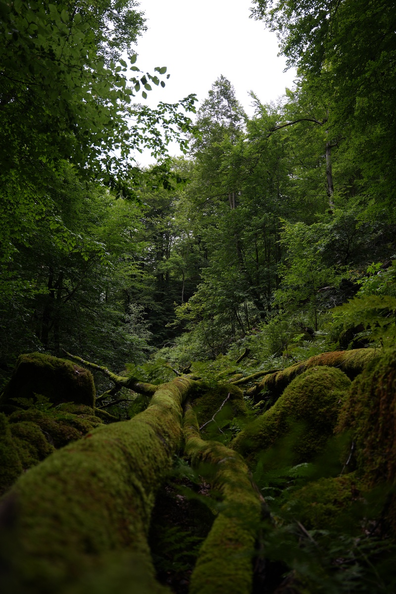 DSC05874
