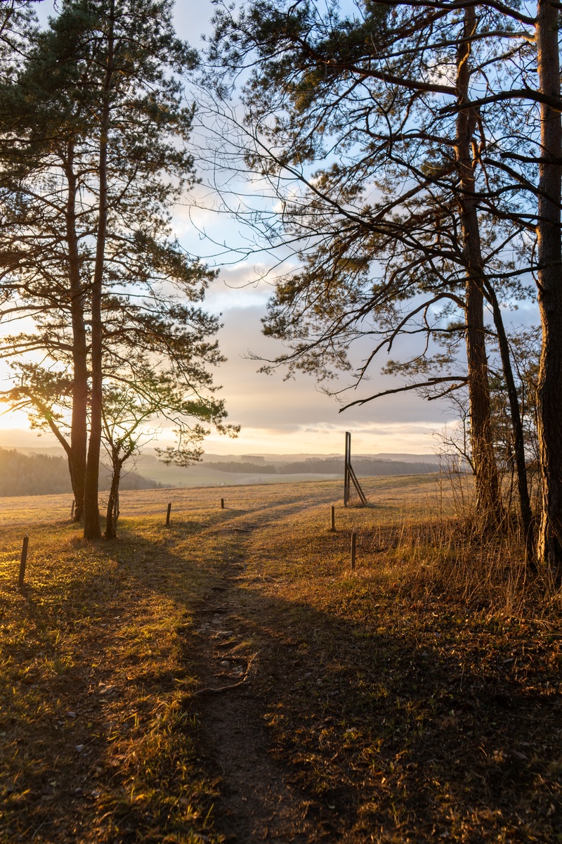 Forest Walk